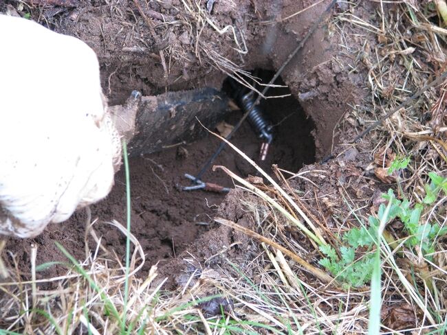 New guide helps organic growers manage burrowing rodents